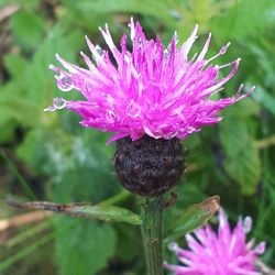 Close-up of pink flower