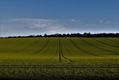 Scenic view of agricultural field against sky