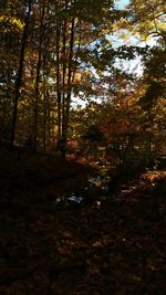 Trees in forest