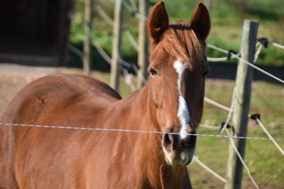 Close-up of horse in ranch