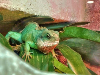 Close-up of lizard on plant