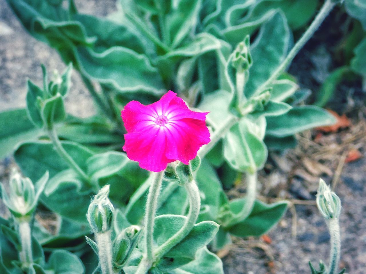 CLOSE-UP OF PINK FLOWER ON PLANT