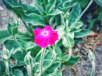 Close-up of pink rose flower