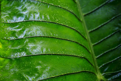 Full frame shot of wet leaves