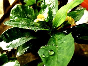 Close-up of wet plant