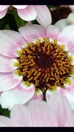 Close-up of pink flower