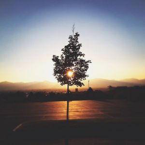 Silhouette tree against sky during sunset