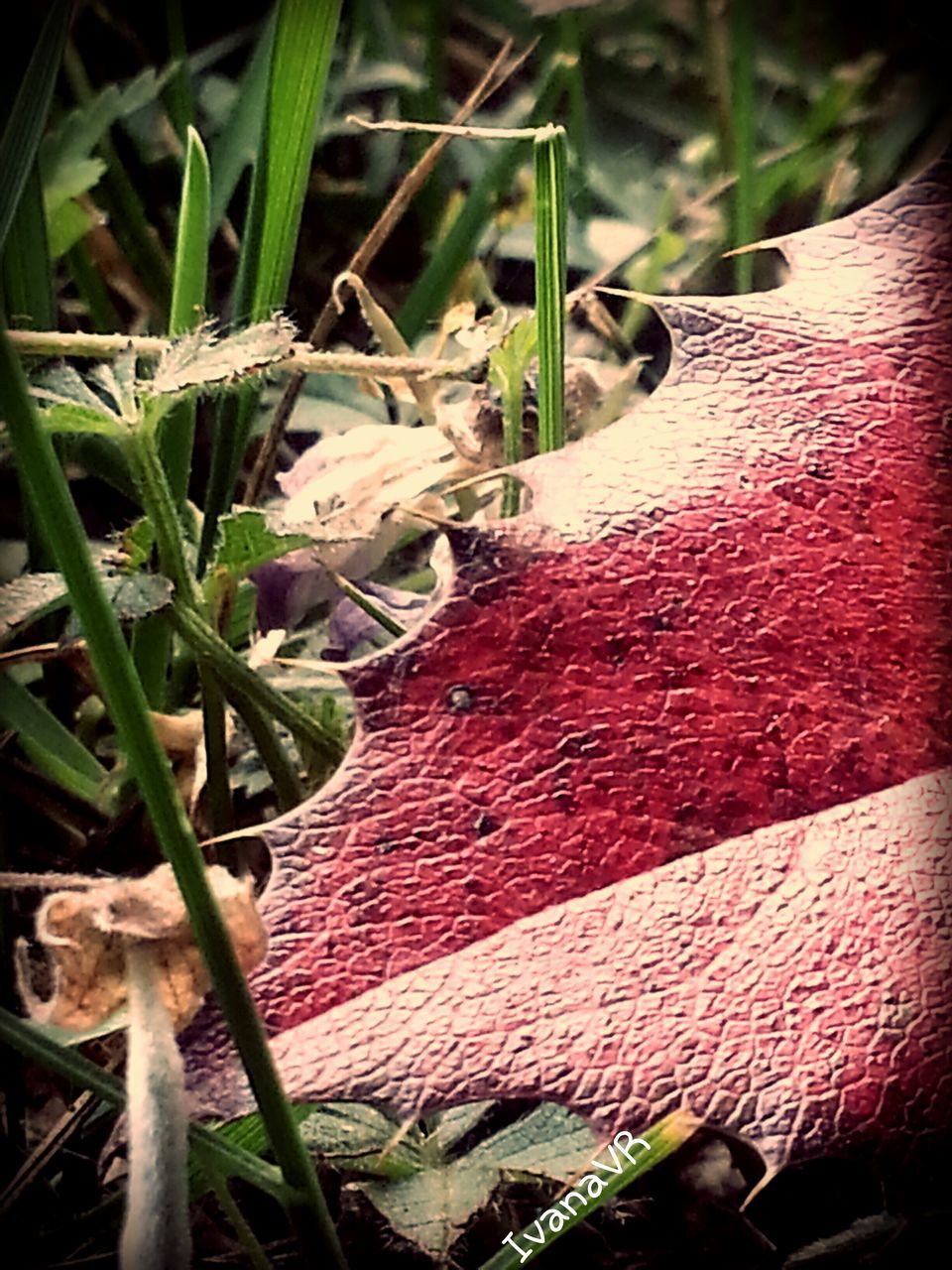 high angle view, leaf, red, plant, close-up, growth, outdoors, no people, green color, day, nature, elevated view, built structure, sunlight, selective focus, pattern, grass, ground, architecture, textured
