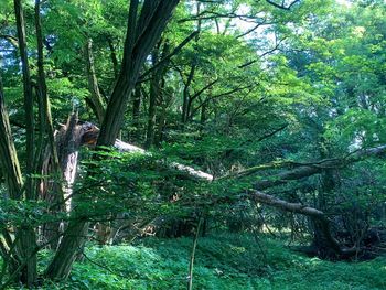 Trees growing in forest