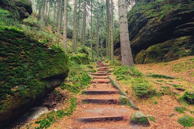 Dirt road amidst trees in forest