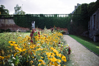 View of yellow flowers growing in front of building