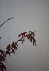 Low angle view of plant against sky