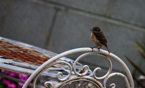 Close-up of bird perching on metal railing