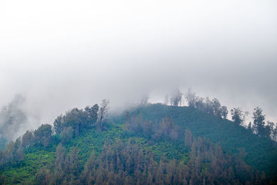 Scenic view of trees and mountains against sky