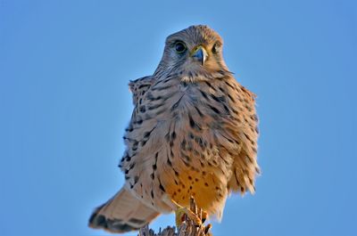 Low angle view of owl perching against clear blue sky