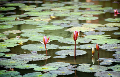 Colourful lily pad's on a pond
