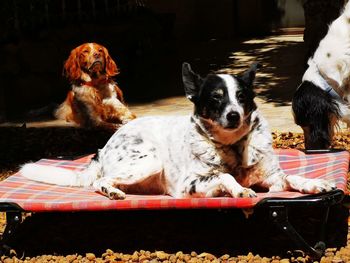 Portrait of dogs relaxing