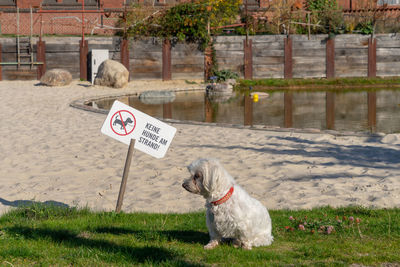 View of a dog with text