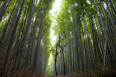 Low angle view of bamboo trees in forest