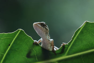 Close-up of insect on leaf