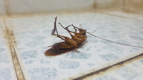 High angle view of insect on table
