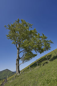 Tree on field against clear sky