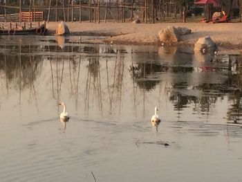 Reflection of trees in water