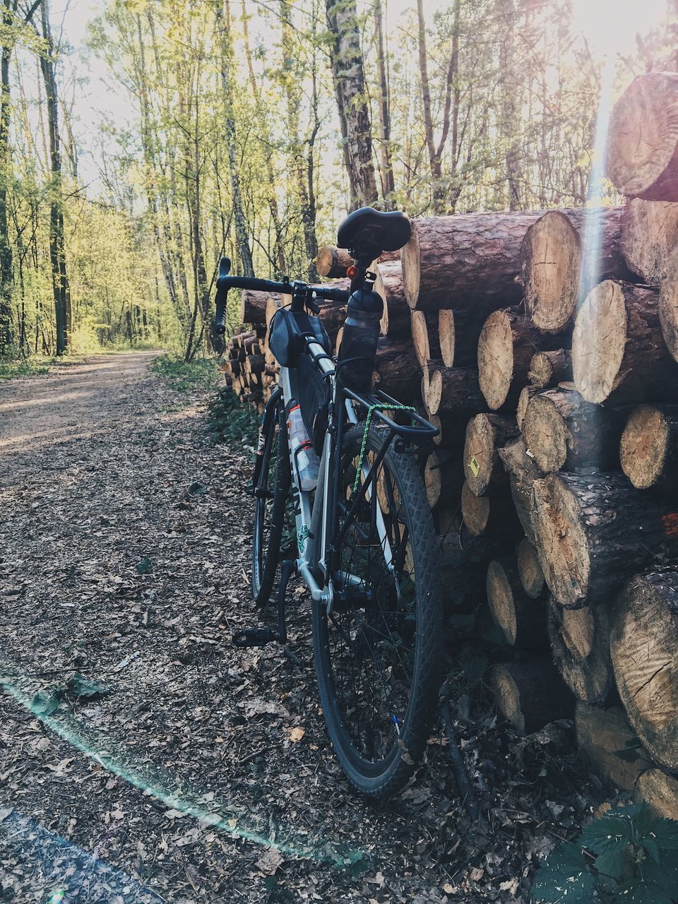 LOGS IN FOREST