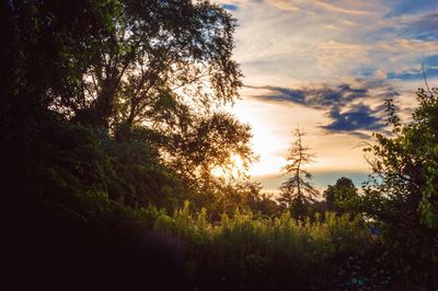 Trees growing on field against cloudy sky during sunset