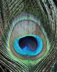 Close-up of peacock feathers