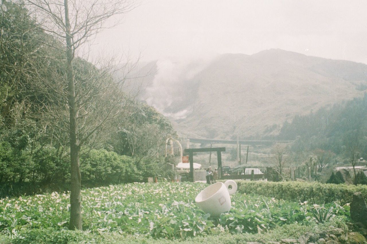 mountain, plant, tree, nature, beauty in nature, day, landscape, fog, no people, scenics - nature, animal themes, mountain range, animal, environment, grass, mammal, one animal, tranquility, outdoors, land