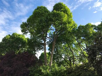 Low angle view of trees in forest