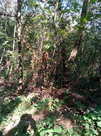 Trees growing in forest