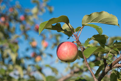 Low angle view of apple on tree