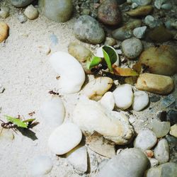 Pebbles on shore