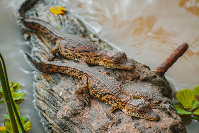 Close-up of crocodile hatchlings on a rock