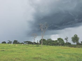 Low angle view of agricultural field against sky