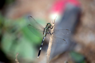 Close-up of insect