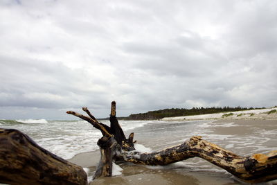 Driftwood on beach against sky