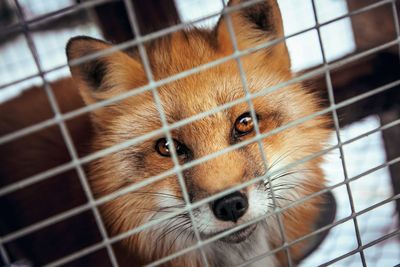 Portrait of cat in cage