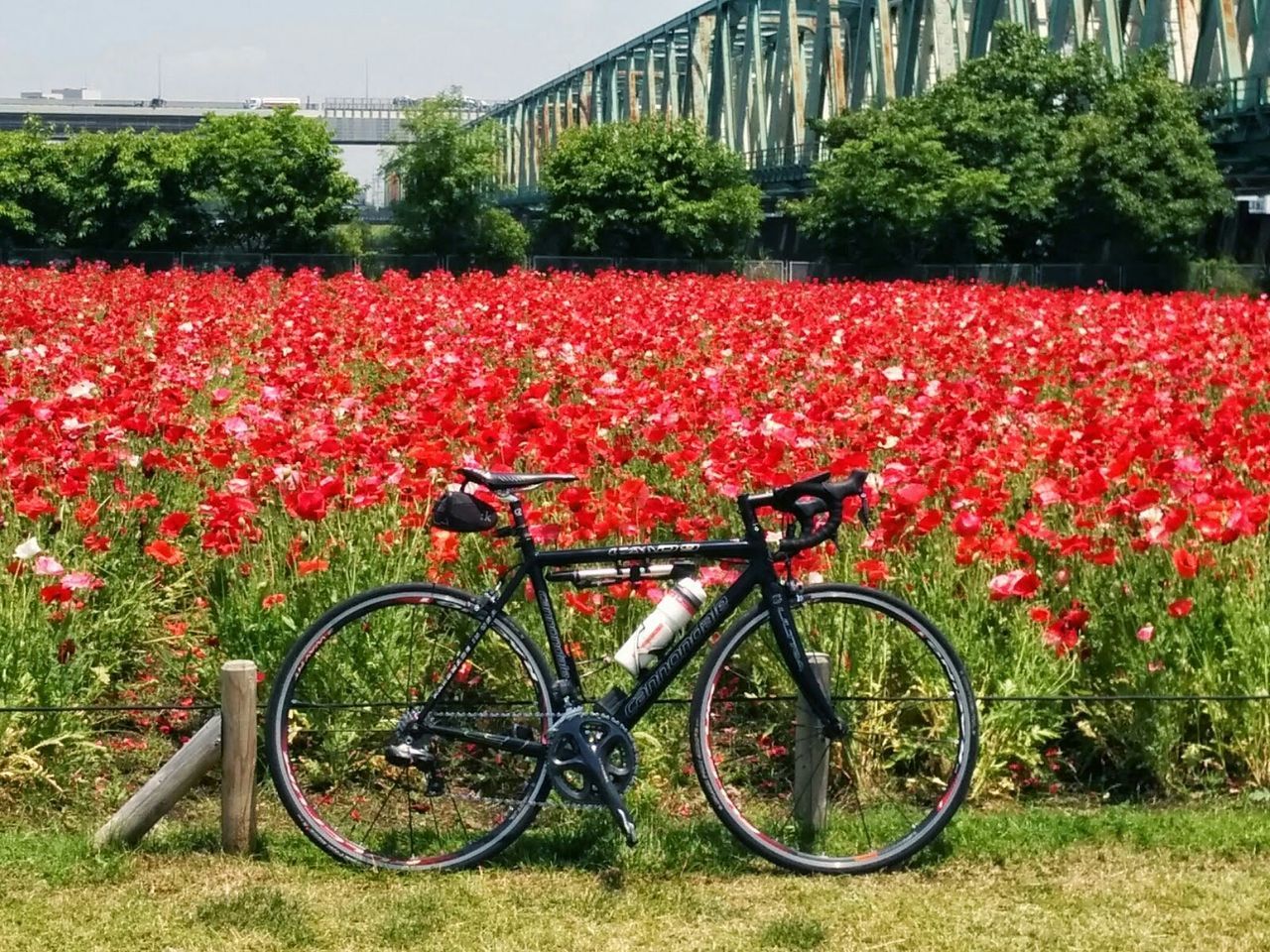 bicycle, flower, growth, transportation, mode of transport, grass, tree, land vehicle, plant, red, beauty in nature, parked, nature, freshness, stationary, tranquility, day, parking, field, no people