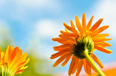 Close-up of orange sunflower blooming against sky