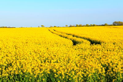 Scenic view of oilseed rape field against sky