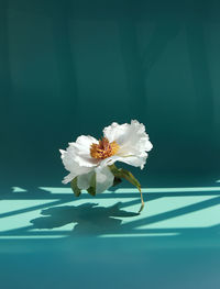 Close-up of white daisy flower