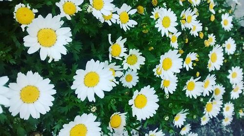 Close-up of white daisy flower