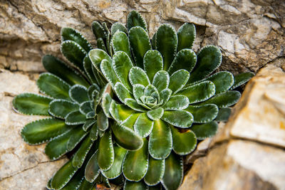 High angle view of succulent plant on wall