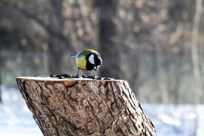 Bird perching on a tree