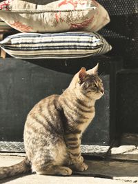 Close-up of a cat looking away