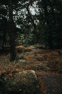 Trees growing in forest