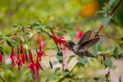 Bird flying in a red flower